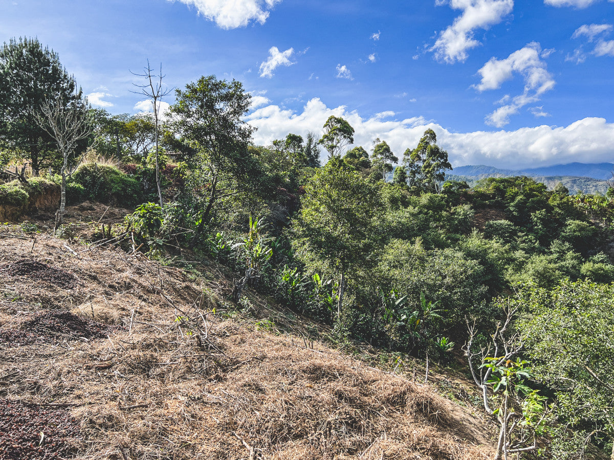 Hillside coffee land at Finca Los Alisos in Quilanga, Loja, Ecuador