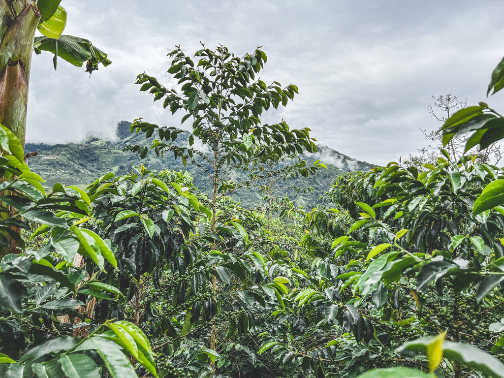 Decaf Colombia el Nevado del Huila