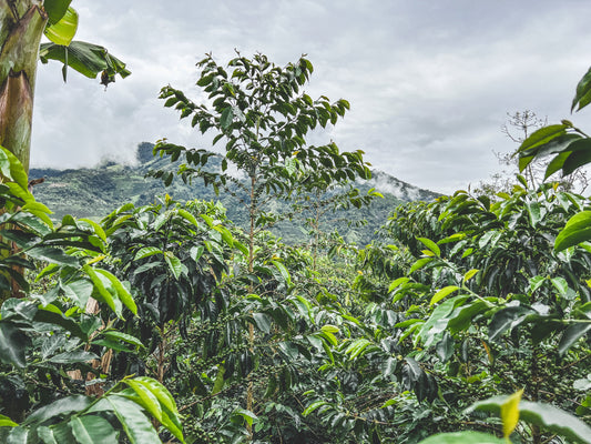 Decaf Colombia el Nevado del Huila