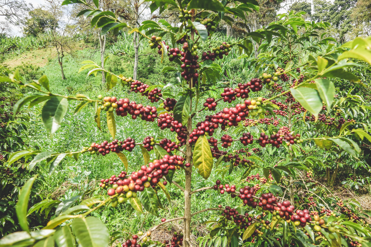 Ethiopia Qabballe
