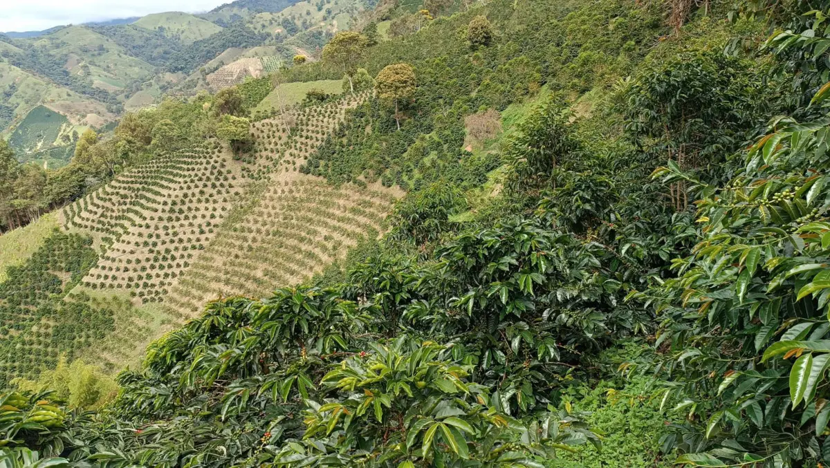 Colombia Finca el Lote